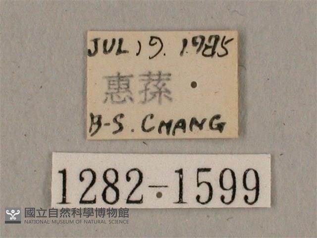 廣東鷹翅天蛾藏品圖，第3張