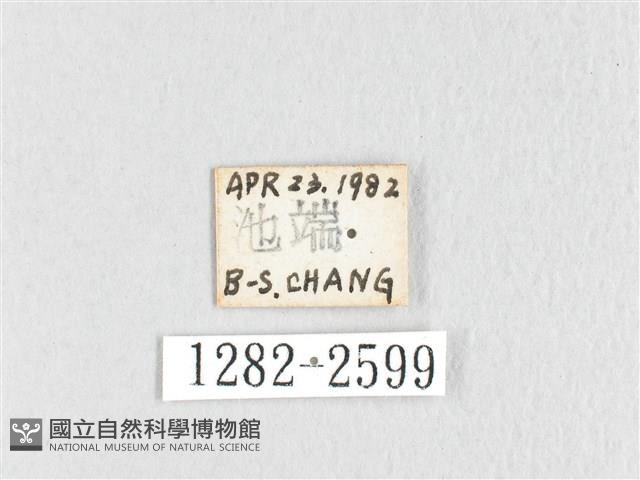 鋸紋枯葉蛾藏品圖，第3張