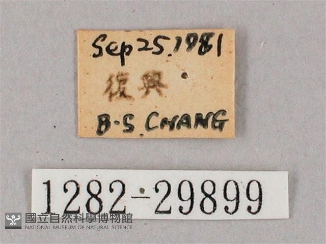 斜綠天蛾藏品圖，第3張