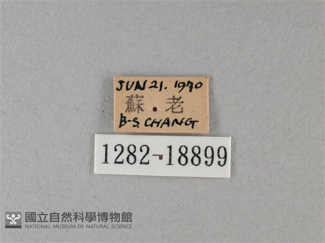黑脈樺斑蝶藏品圖，第3張