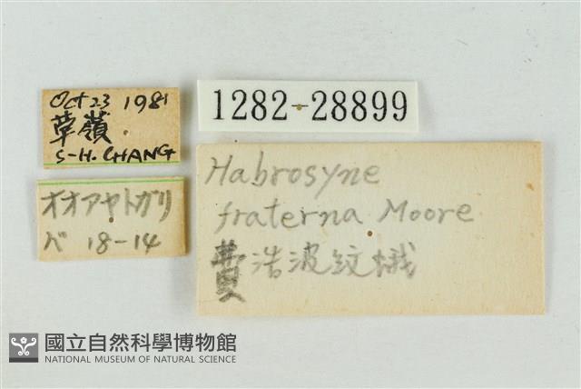 印華波紋蛾藏品圖，第3張