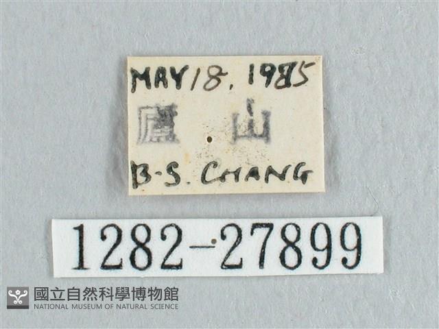 接骨木帶鉤蛾藏品圖，第3張