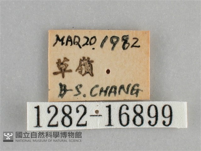 黯眼蛺蝶藏品圖，第3張