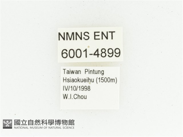 黑斑陷紋金龜藏品圖，第2張