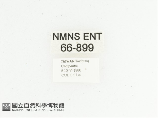 臺灣小綠花金龜藏品圖，第2張