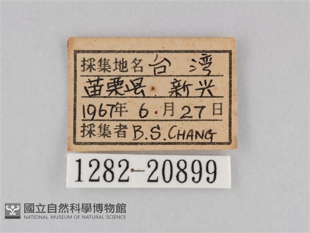 大波眼蝶藏品圖，第3張