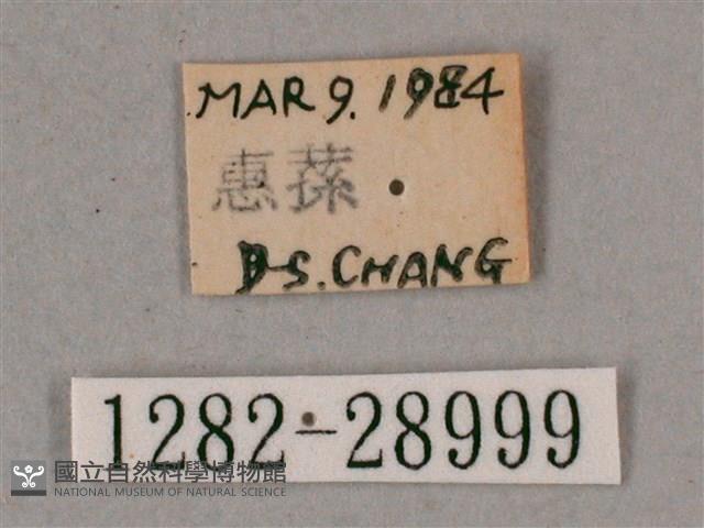 榆綠天蛾藏品圖，第3張