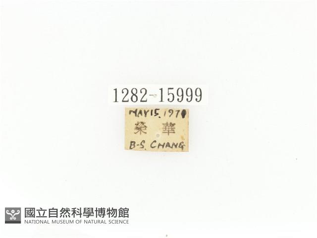 臺灣角金龜藏品圖，第2張