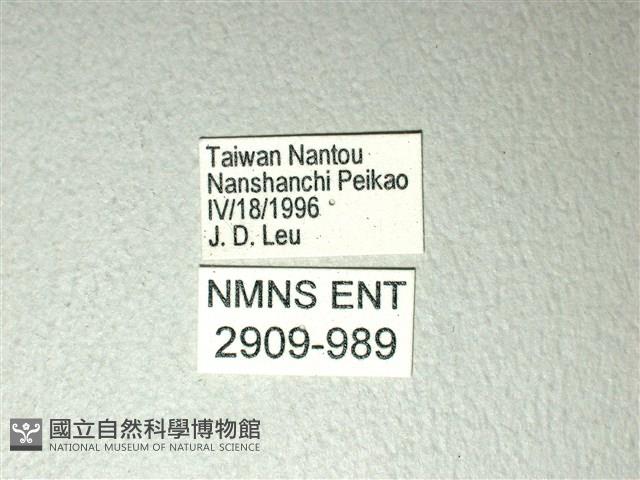斑鳳蝶藏品圖，第3張