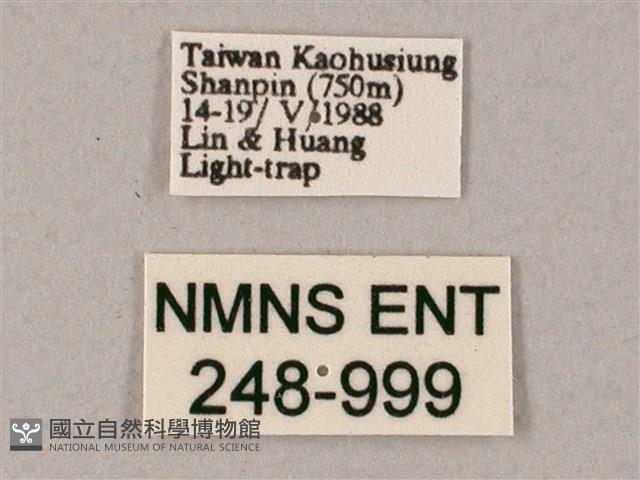 雙斑白肩天蛾藏品圖，第3張