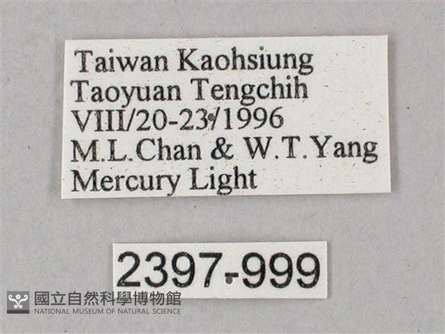 綠背斜紋天蛾藏品圖，第3張