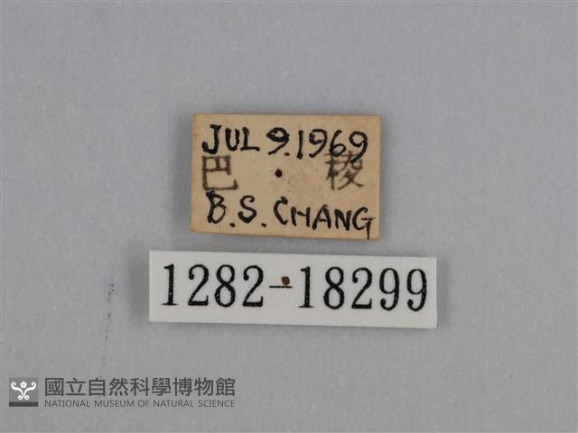 豔粉蝶藏品圖，第3張