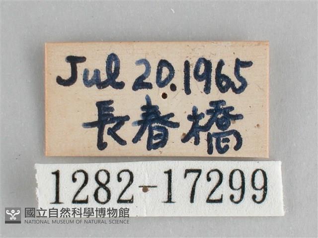 鋸粉蝶藏品圖，第3張