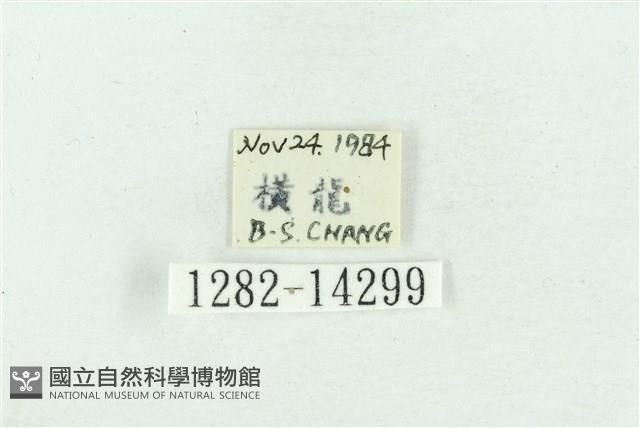 粉紅帶散紋夜蛾藏品圖，第3張