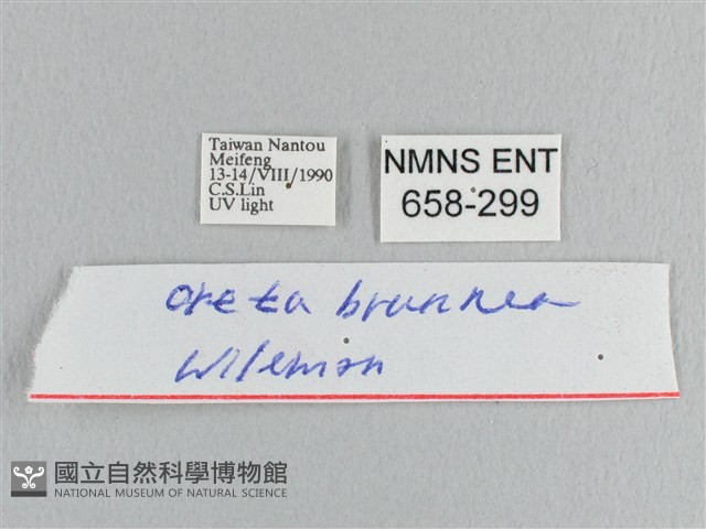 銀端帶鉤蛾藏品圖，第3張