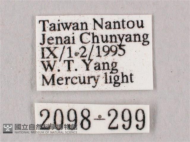 黑角六點天蛾藏品圖，第3張