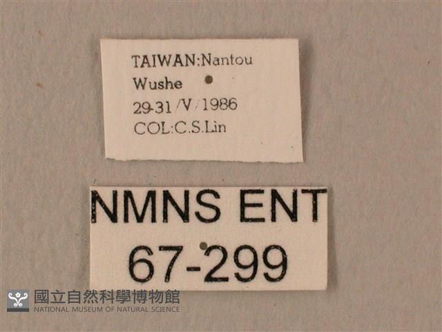 白星天蛾藏品圖，第3張