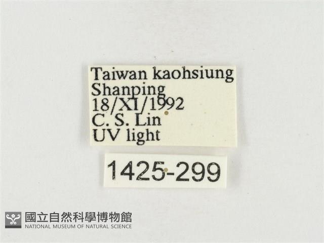 榕透翅毒蛾藏品圖，第3張