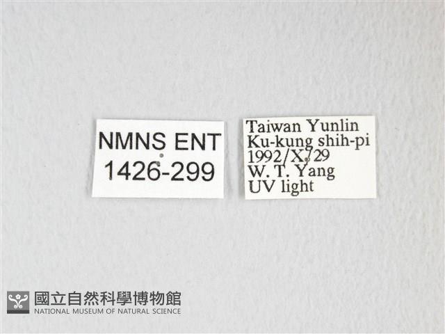 黃豹天蠶蛾藏品圖，第3張