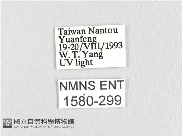 臺灣鋸紋枯葉蛾藏品圖，第3張