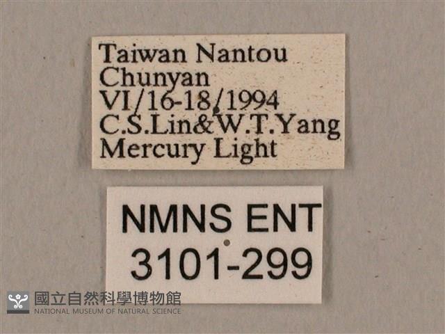 廣東鷹翅天蛾藏品圖，第3張