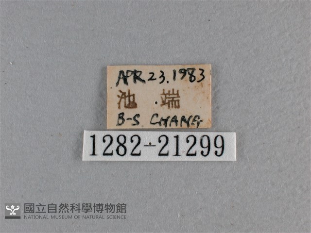 黃星弄蝶藏品圖，第3張