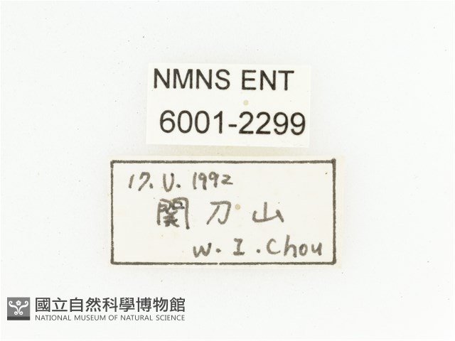 臺灣跗花金龜藏品圖，第2張