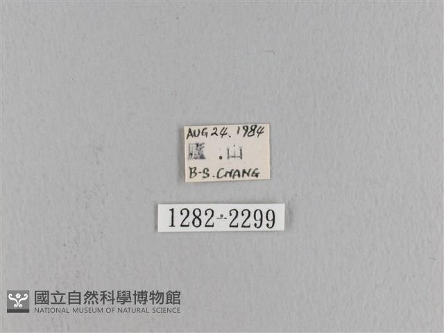 松大毛蟲藏品圖，第3張