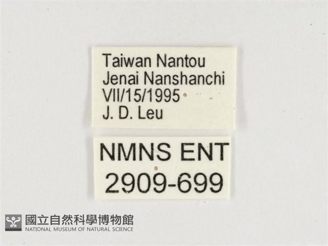窄帶翠蛺蝶藏品圖，第3張