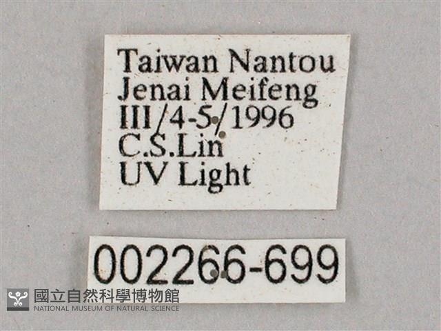 盾天蛾藏品圖，第3張