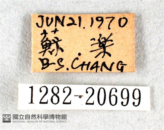 白弄蝶藏品圖，第3張