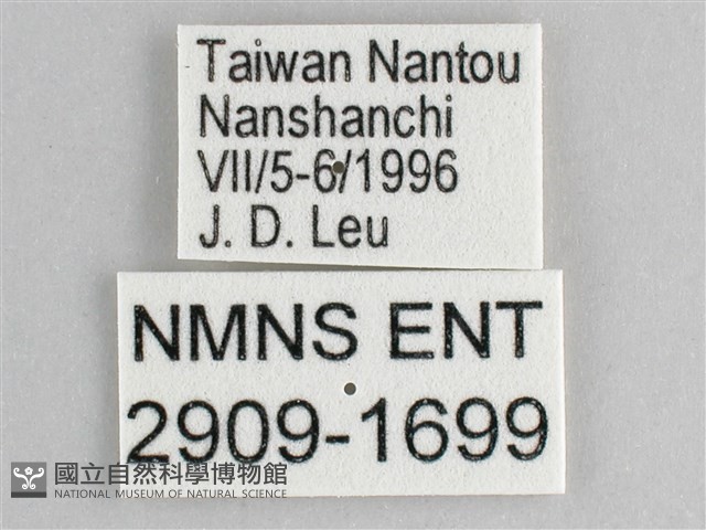 鋸粉蝶藏品圖，第3張