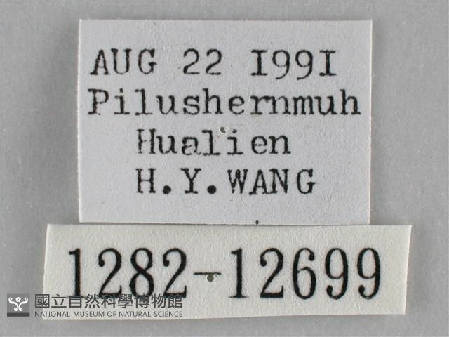 雙峰霜尺蛾藏品圖，第3張