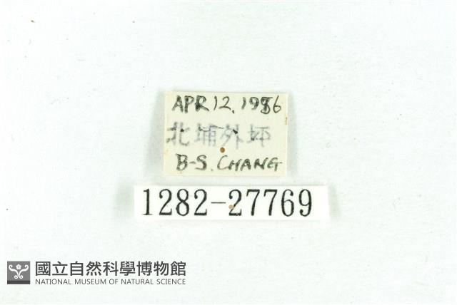 乳白斑燈蛾藏品圖，第3張