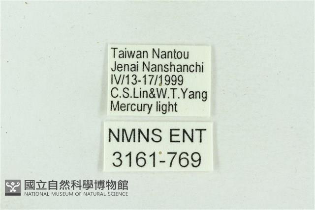 菊池污燈蛾藏品圖，第3張