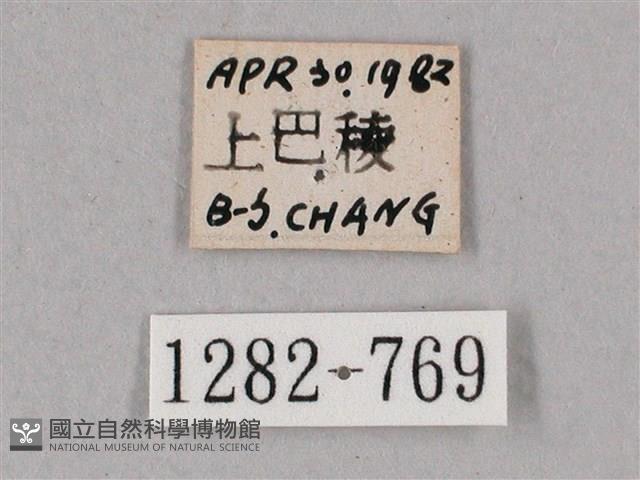 榆綠天蛾藏品圖，第3張