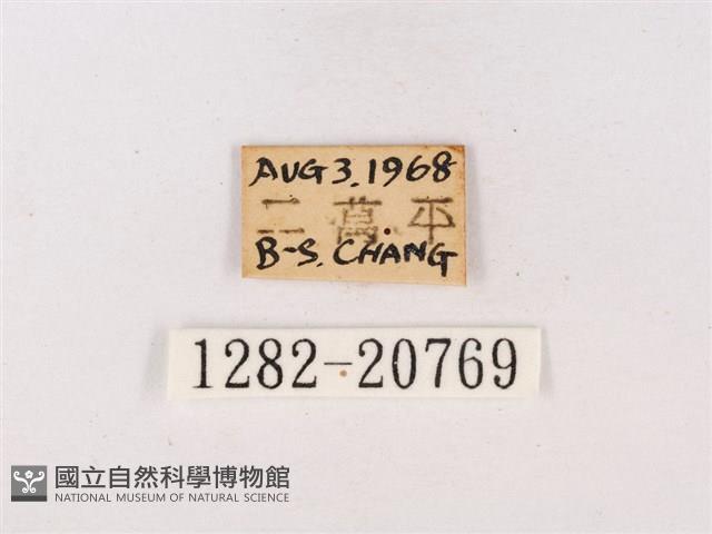 嫵琉灰蝶藏品圖，第3張