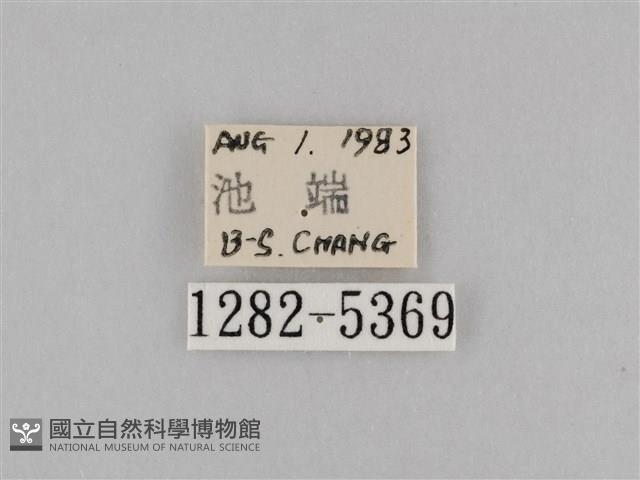 斜紋夜盜蛾藏品圖，第3張