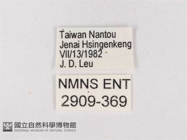 碧翠灰蝶藏品圖，第3張
