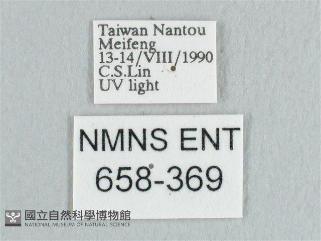 銀端帶鉤蛾藏品圖，第3張