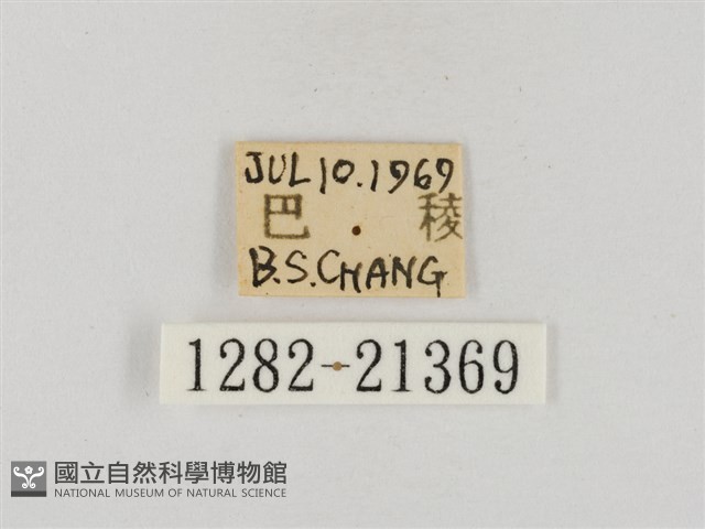 稻弄蝶藏品圖，第3張