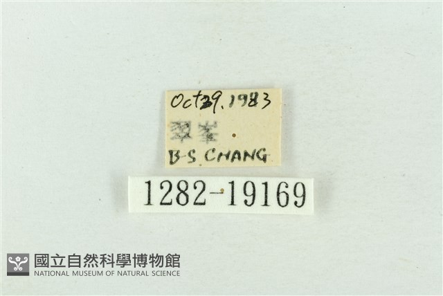 印華波紋蛾藏品圖，第3張