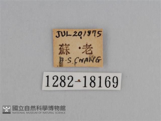 豔粉蝶藏品圖，第3張