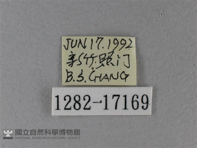 黃鉤蛺蝶藏品圖，第3張