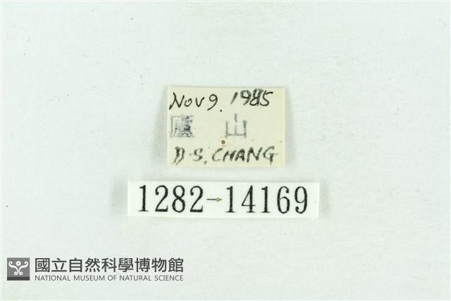 粉紅帶散紋夜蛾藏品圖，第3張