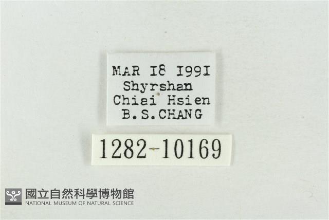 帶波紋蛾藏品圖，第3張