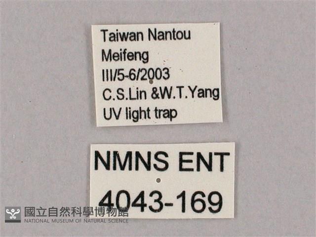 井上氏絨毛天蛾藏品圖，第3張