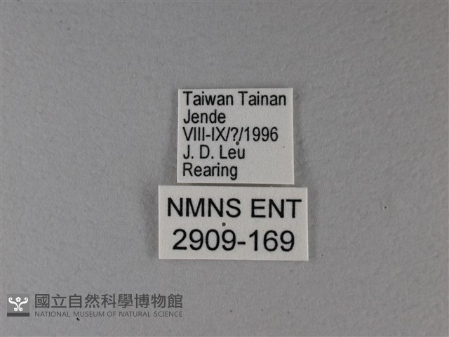 樺蛺蝶藏品圖，第3張