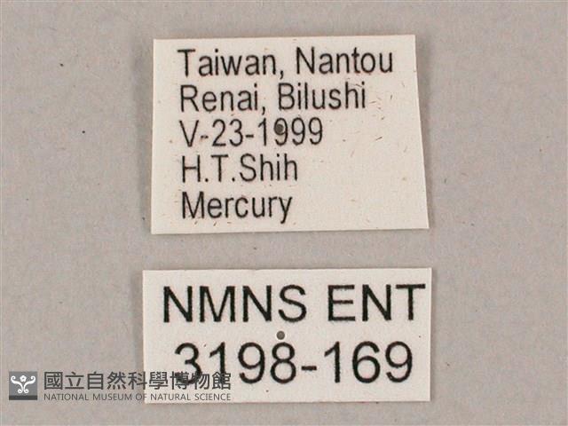 盾天蛾藏品圖，第3張