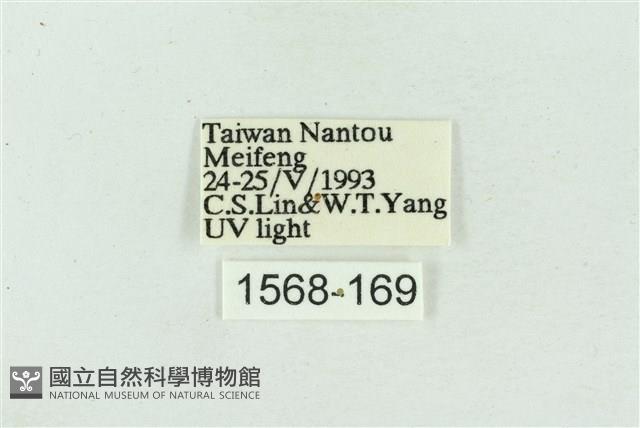 菊池污燈蛾藏品圖，第3張